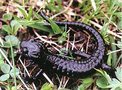 Bild Alpensalamander